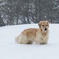 snow