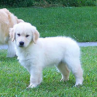 9 weeks old