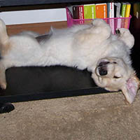 ellie sleeping