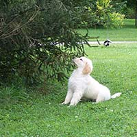 smelling tree