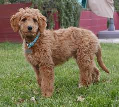 golden doodles