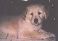 seamus 8 weeks old
