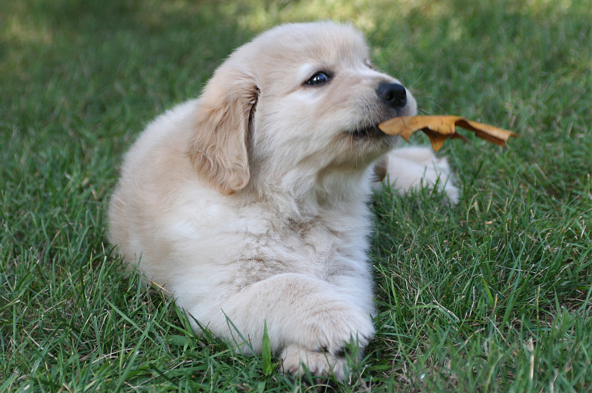 k-jen golden retrievers north carolina slide 1