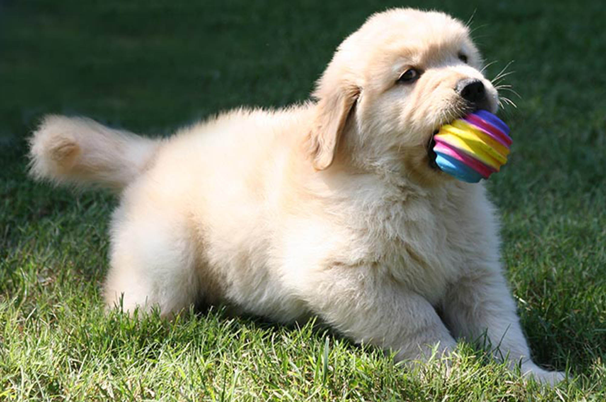 k-jen golden retrievers north carolina slide 6