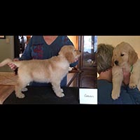 puppy evaluation
