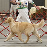 puppy evaluation