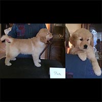 puppy evaluation