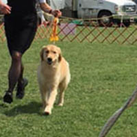 puppy evaluation