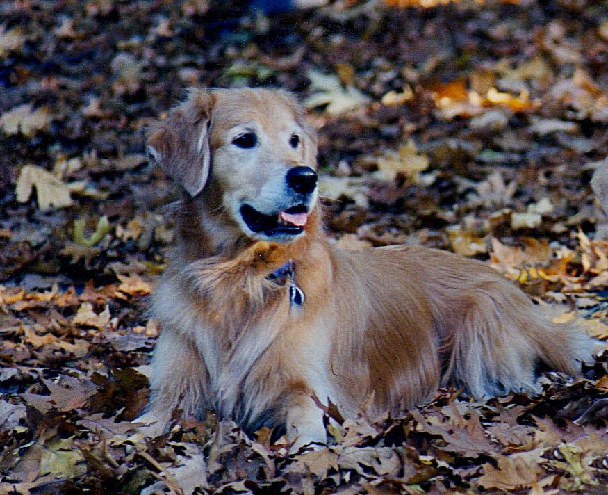 seamus