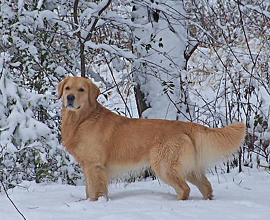 Tulley