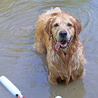 wilbur swimming