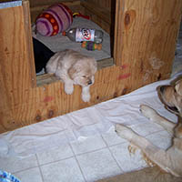 9 weeks old