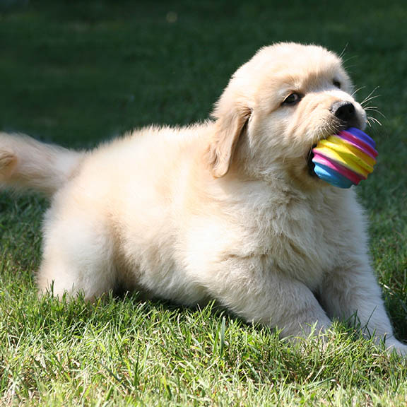 5 weeks old