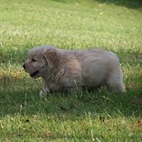 9 weeks old