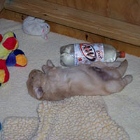9 weeks old