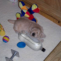 9 weeks old